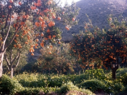 Nuestra plantación de naranjos