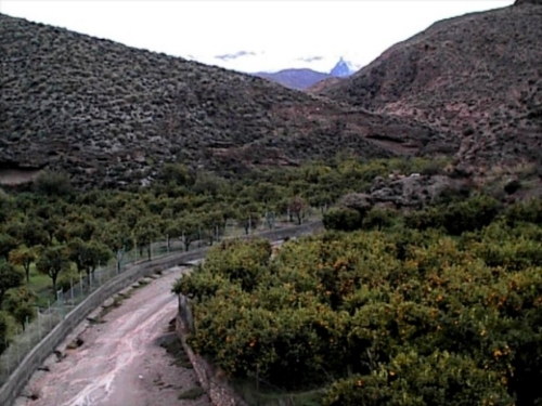 Nuestra plantación de naranjos