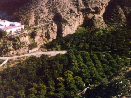 Nuestra plantación de naranjos