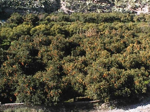 Nuestra plantación de naranjos