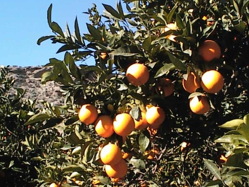 Nuestra plantación de naranjos