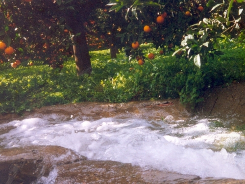Riego de la plantación