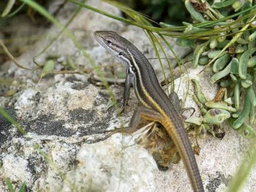 Un lagarto perlado toma el sol en nuestra Rambla