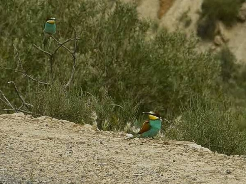 Abejarucos en busca de comida