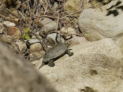 La tortuga morisca de arroyo también vive en la Rambla seca