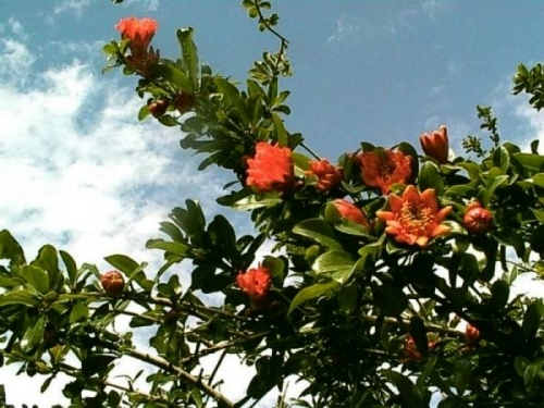 Colorida flor de granada