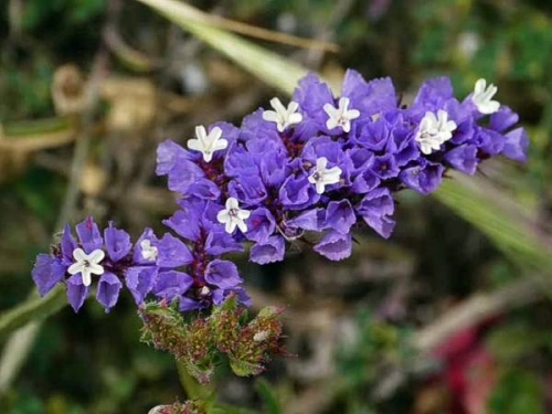 Las flores silvestres en la primavera ligeramente más húmeda
