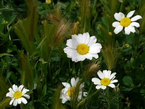Manzanilla silvestre entre la exuberante vegetación de la primavera