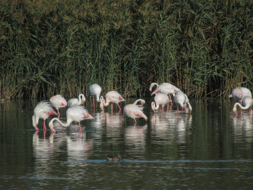 Flamingos in Punta Entinas
