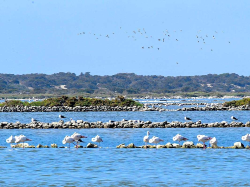 Reserva Natural Punta Entinas-Sabinar