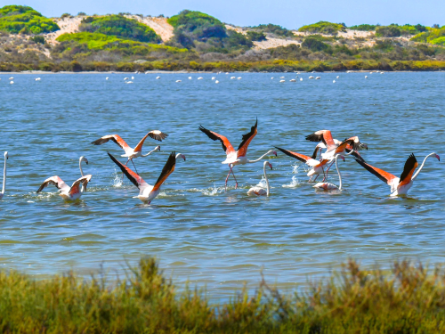 Punta Entinas Sabina, Flamingos