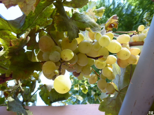 Ohanes, la famosa variedad de uva