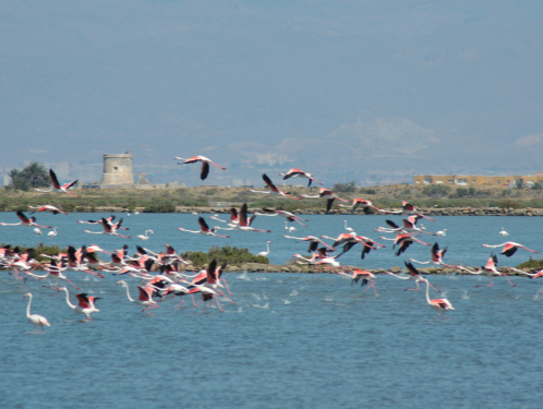 Cabo de Gata, Flamencos en las salinas