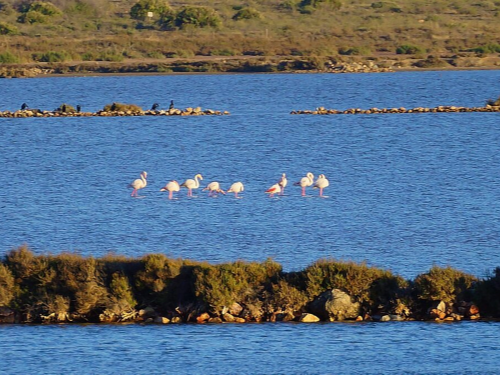 La vida silvestre en las salinas