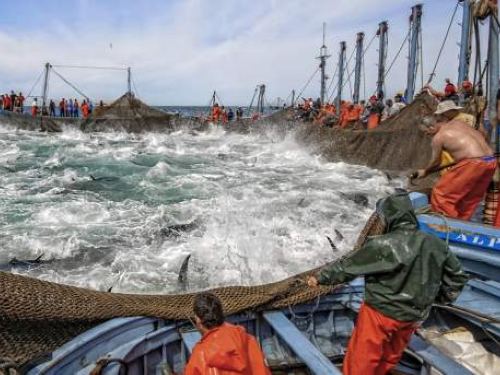 Almadraba, una modalidad de pesca del atún