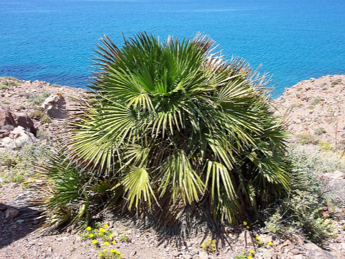 Palmeras enanas