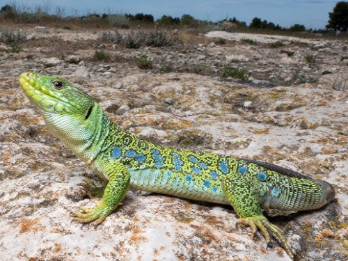 Lagarto ocelado