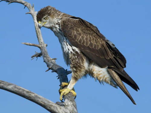 Águila perdicera