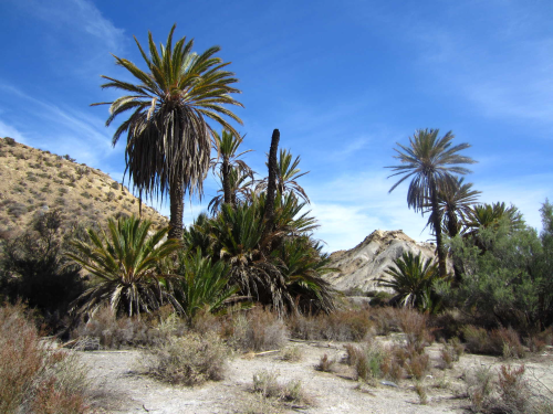 Una visión diferente del desierto