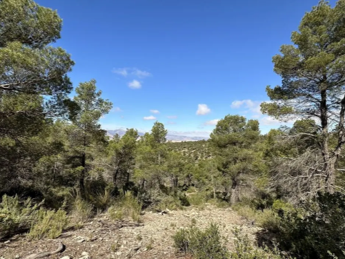 Reserva Natural de Sierra Alhamilla