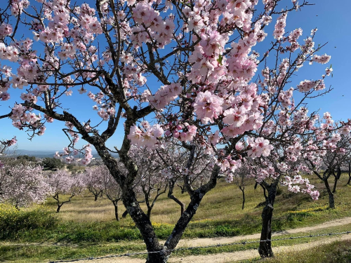 Almendro en flor