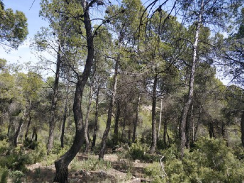 Olula del Río, parque de montaña el Pinatar
