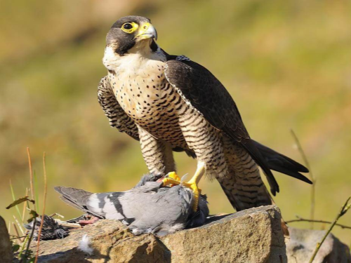 Falcon peregrino