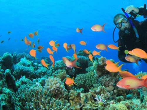 Almería Activa: Buceo