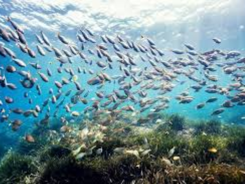 Almería Activa: Buceo