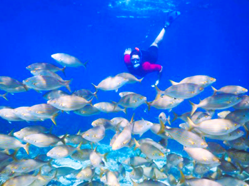 Almería Activa: Buceo