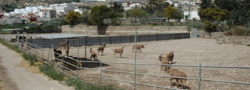Instituto Aclimatación Fauna Sahariana Instituto Aclimatación Fauna Sahariana